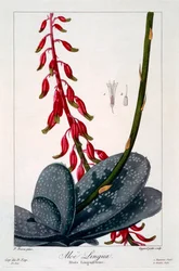 Aloe lingua, 1836 (handkolorierter Stich)